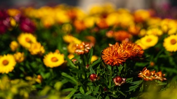 麦秆菊